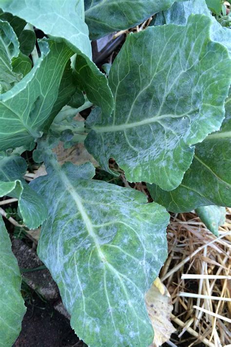 How to Identify and Treat Common Cauliflower Diseases | Gardener’s Path