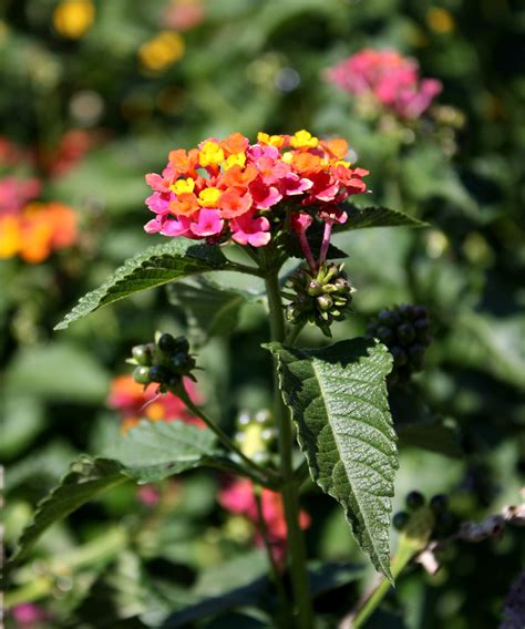 Butterfly Bush Flowers Picture | Free Photograph | Photos Public Domain