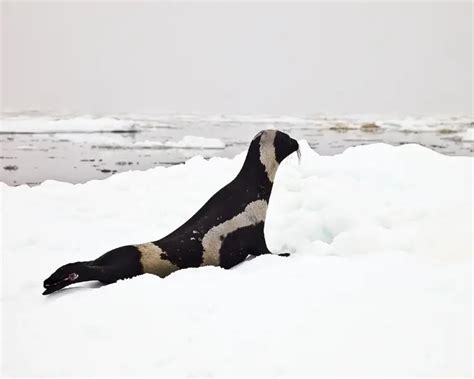 Ribbon Seal - Facts, Diet, Habitat & Pictures on Animalia.bio