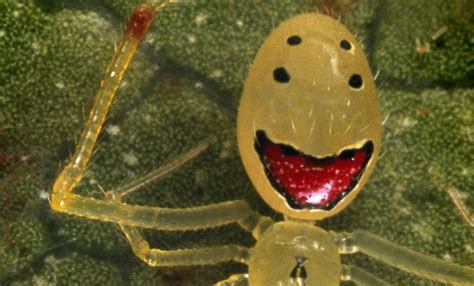 'Happy Face' spider gives a positive spin to the much-feared world of arachnids | Daily Mail Online