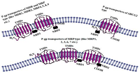 P Gp And Bcrp Efflux Transporters - Transport Informations Lane