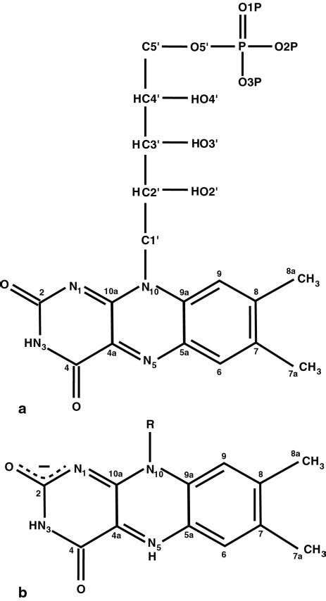 Chemical structure and atom numbering of the flavin mononucleotide ...