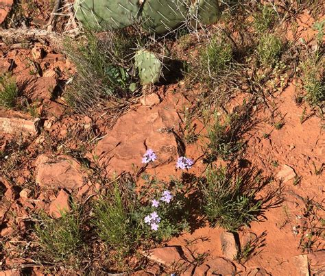 An appreciation: Spring flowers in the desert are extra beautiful | The ...