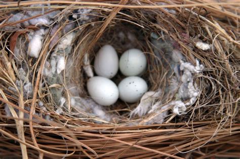 Identifying House Sparrow Eggs - Daily Birder