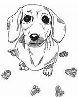 16 Best Dachshund Coloring Pages Images On Pinterest  Dachshund Dog sketch template