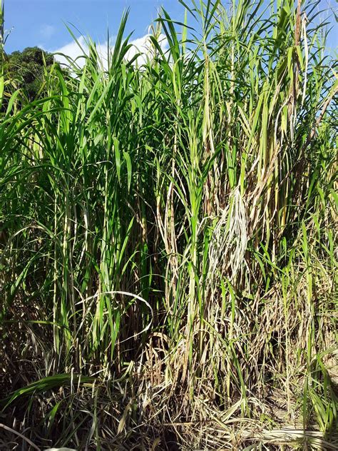 Bula Mushroom - JUNCAO grass, medium to prepare... | Facebook