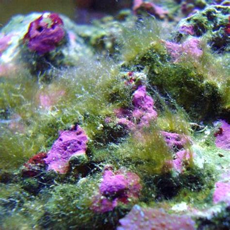 The Most Common Causes of Salt Water Aquarium Hair Algae : and How to ...