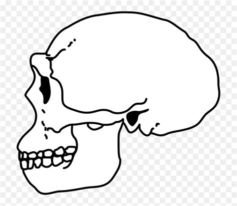 Homo Habilis Skull Drawing, HD Png Download - vhv