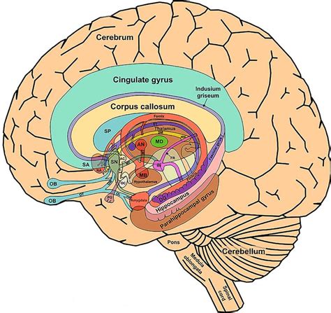 The_Limbic_System_and_Nearby_Structures_small | Limbic system, Brain ...