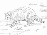 Free Printable Raccoon Coloring Pages For Kids sketch template