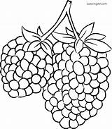 Blackberries Coloring Sheet Pages sketch template