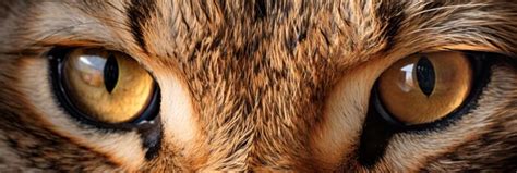 Premium AI Image | macro photo of lynx eyes