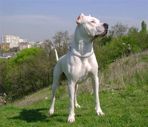 Dog Breeds Picture: Argentine Dogo