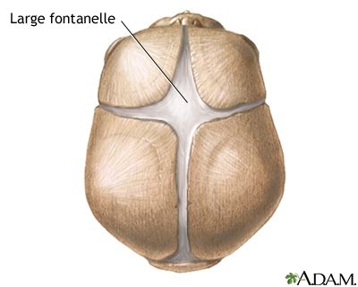 Fontanelles - enlarged | UF Health, University of Florida Health