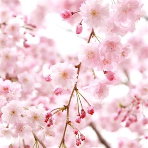 Cherry blossom wallpaper screensaver. | Wallpapers | Pinterest