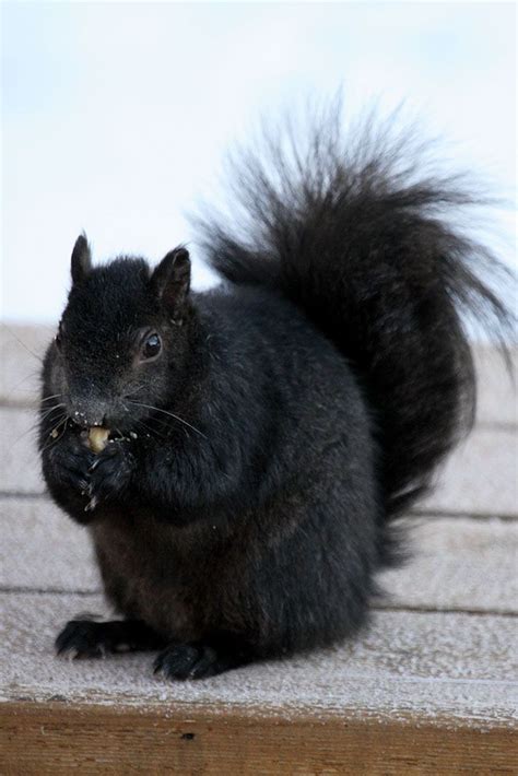 Top 25 ideas about Black Squirrels on Pinterest | Sibling poses, A tree and The black