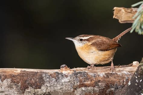 Top 33 Backyard Birds in Delaware (Free ID Chart) - Bird Advisors