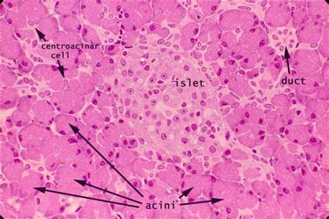 Histology at SIU