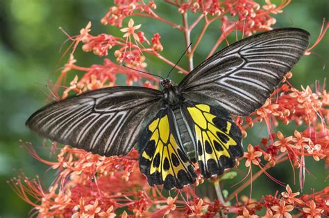 Southern birdwing | Rahul Alvares