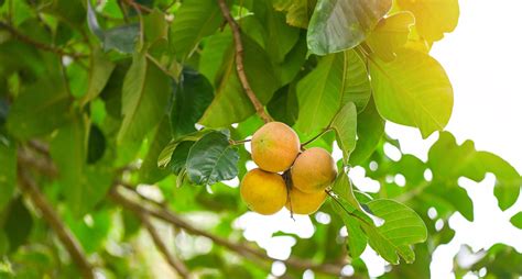 Santol fruit on summer in Thailand , ripe santol on the santol tree tropical fruit 8726353 Stock ...