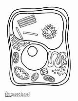 Cell Coloring Pages  Worksheets Library sketch template