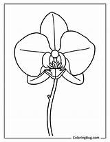 40 Orchid Coloring Pages Free Printable PDFs sketch template