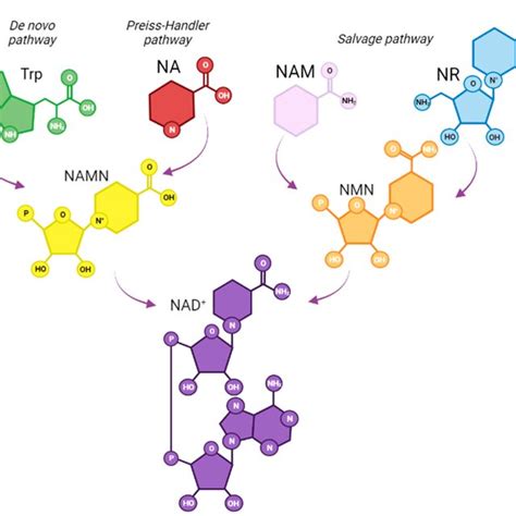 NAD+ biosynthesis in mammals. The de novo pathway uses tryptophan as... | Download Scientific ...