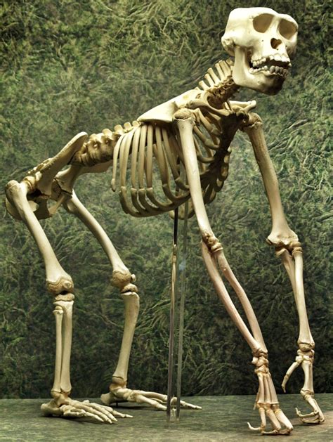 Young gorilla skeleton. Skeleton Muscles, Skeleton Bones, Skull And Bones, Primates, Mammals ...
