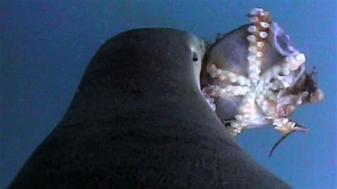 World's Deadliest: Sea Lion vs. Octopus