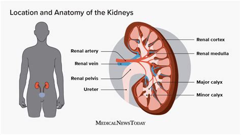 Human Anatomy Organs Kidney