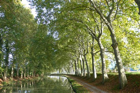 A French Education: FAVORITE FRENCH TREES IN PERIL