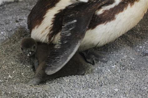 Toronto Zoo welcomes 5 penguin hatchlings | CTV News