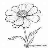 Zinnia Coloring Pages  Free & Printable sketch template