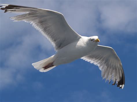 File:Seagull flying (4).jpg - Wikimedia Commons
