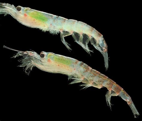 Krill: The Tiny Shrimp - Ocean Info