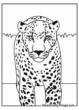 Adult Coloring Pages Leopard sketch template