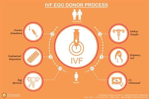 IVF with Egg Donation is Made Easy and Affordable IVF Conceptions