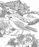 Robins Coloring Pages  ColoringBay sketch template