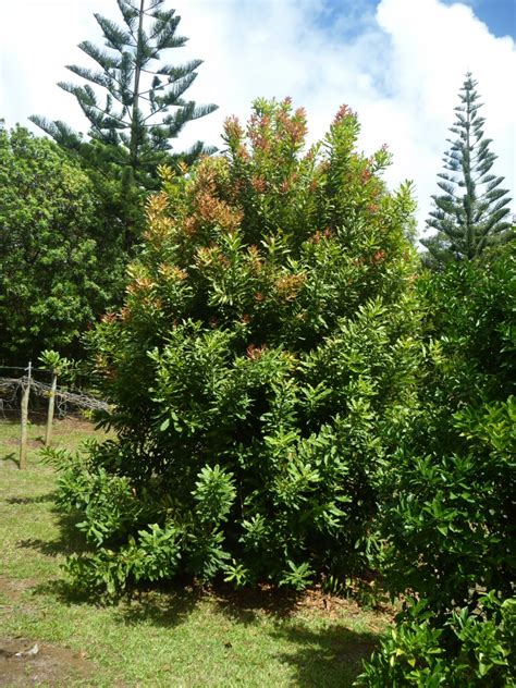 Macadamia integrifolia | Gardening With Angus