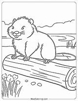 100  Beaver coloring Pages Free PDF To Print Woo Coloring sketch template