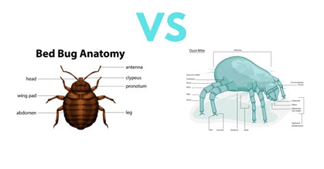 Dust Mites VS Bed Bugs: A Complete Guide with Photos