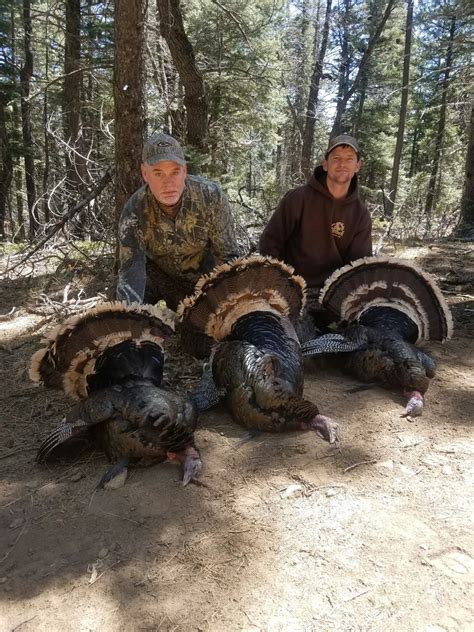 Guided Merriam Hunts | New Mexico Guide and Outfitter