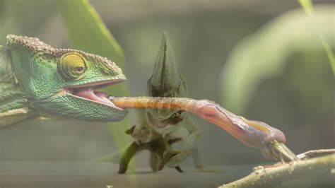 Chameleon Feeding Behaviour - YouTube