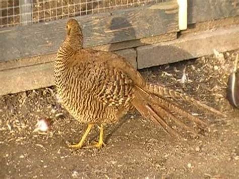 golden pheasant (female) - YouTube