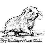 Prairie Dog Coloring Pages  Free & Printable sketch template