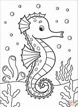 Seahorse  Super Coloring Ocean Coloring Pages Fish Page sketch template