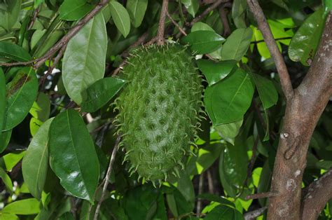 Annona muricata (Annonaceae) image 43705 at PhytoImages.siu.edu