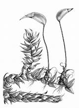 Spanish Moss Tree Coloring Pages sketch template