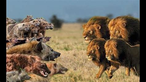 Big Battle of Wild Lion vs Hyena Real Fight! Hyena Lion Attack Hunting Fight! Angry Lion Hunts ...