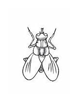 Fly coloring Pages  Free Coloring sketch template